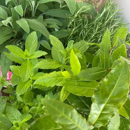 Szálloda Ca Lazzaroni 3*